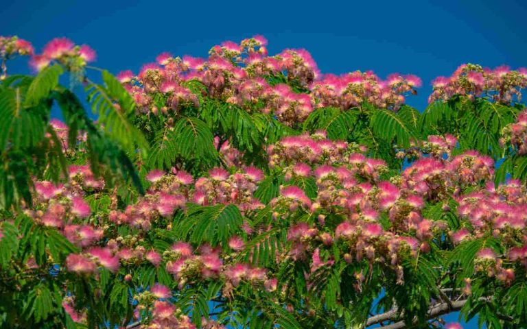 Albizia-arbre-a-soie-plantation