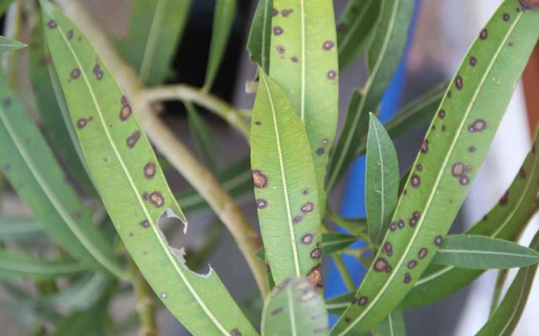 Maladies du laurier rose