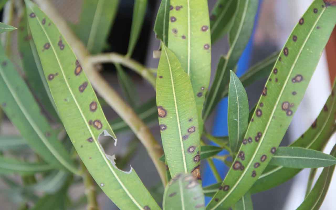 Maladies du laurier rose