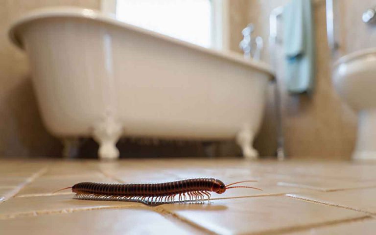 Mille pattes dans la maison signification