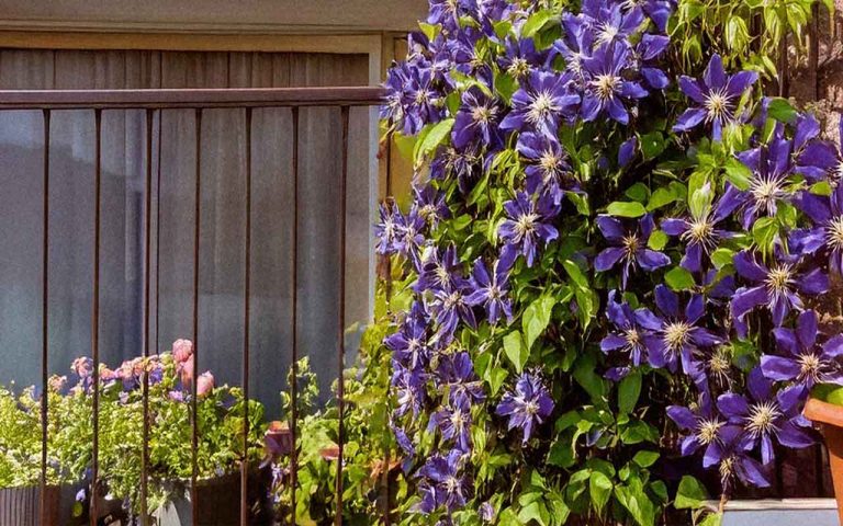 amateurs de plantes grimpantes