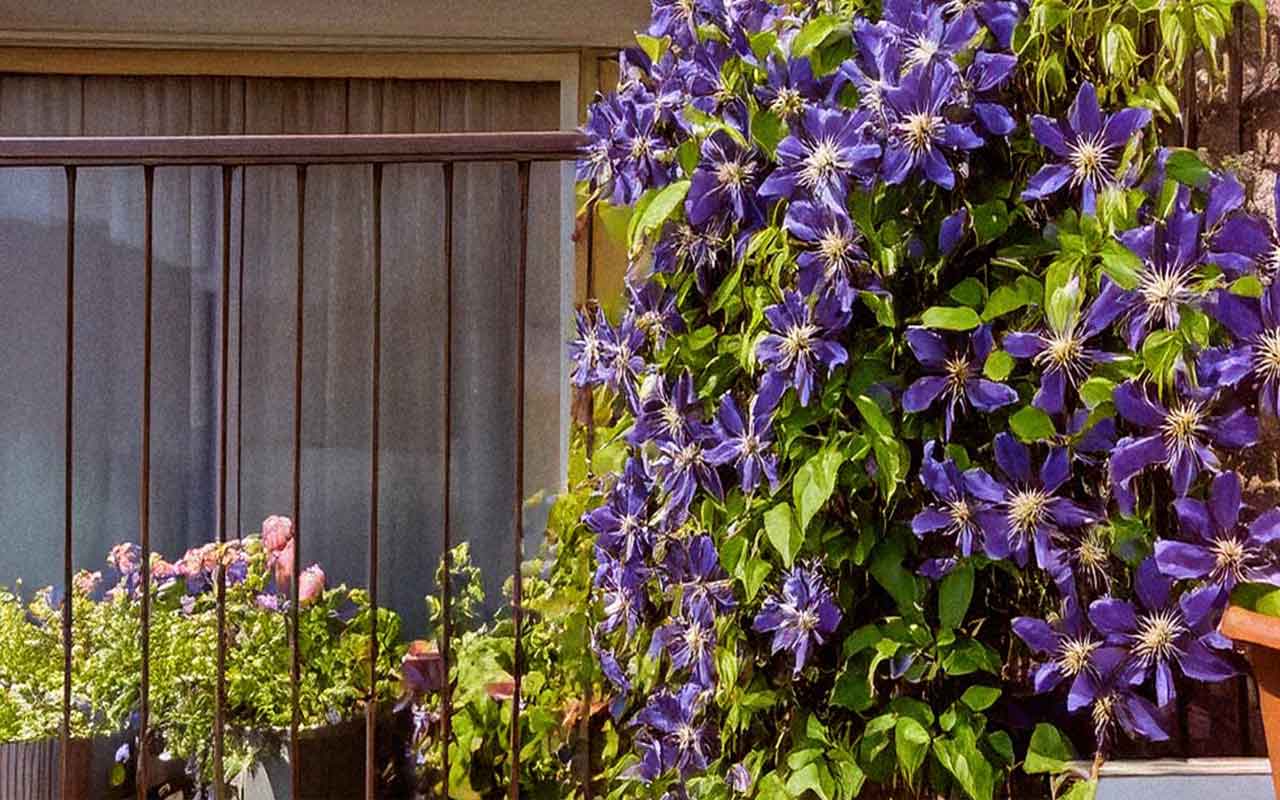 amateurs de plantes grimpantes