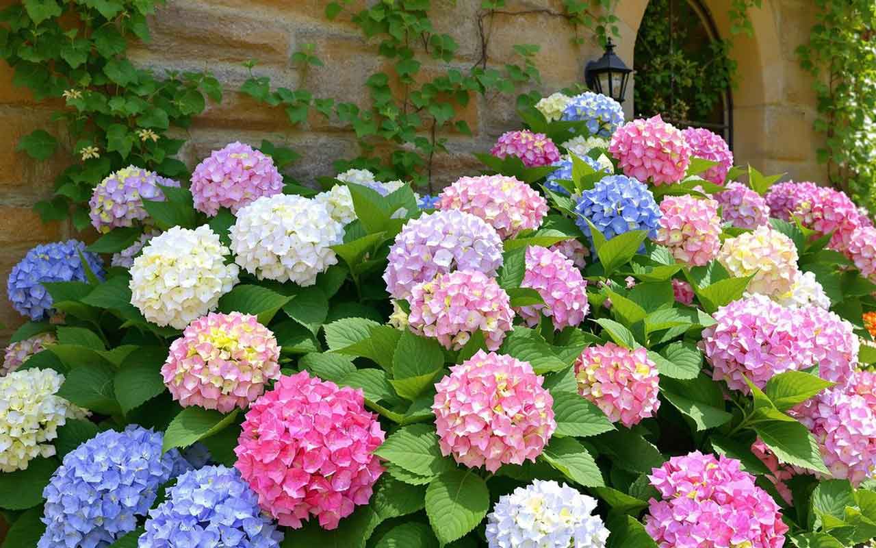 hortensia-murs