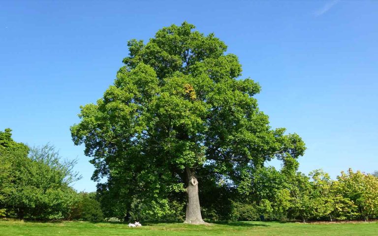 tulipier de virginie