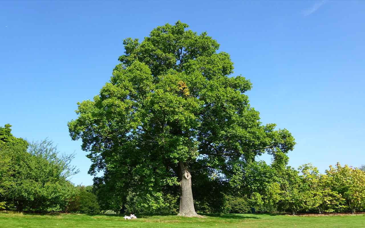 tulipier de virginie