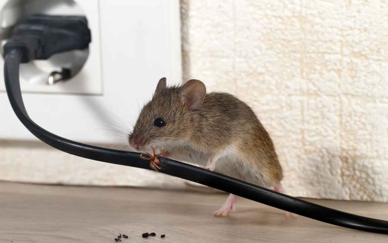 Odeur de beuh dans la maison souris