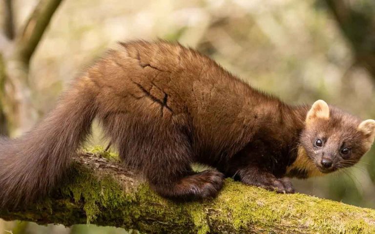 fouine-ou-furet