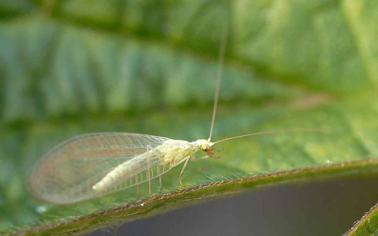 insectes-blanc