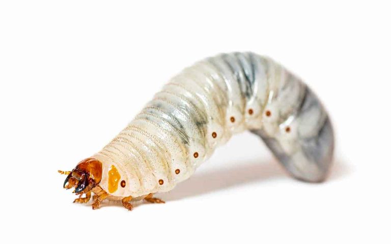 larve papillon palmier