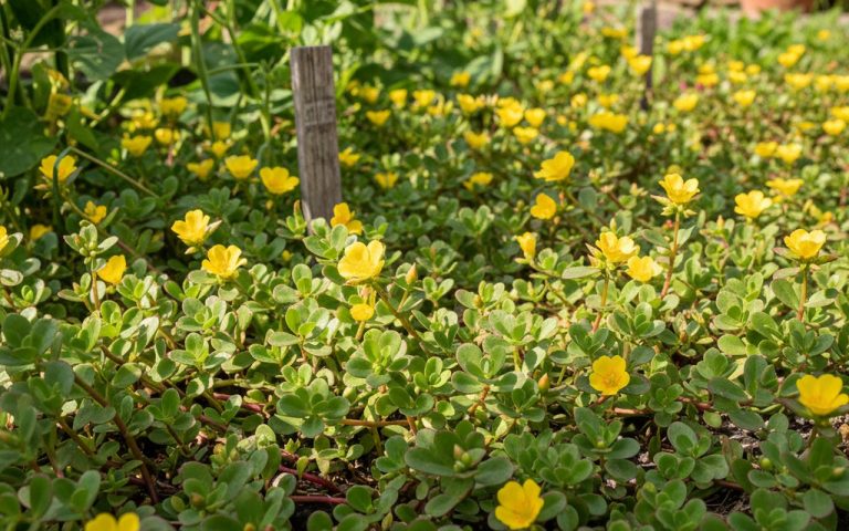 Jardin ensoleillé avec des plants de pourpier en pleine croissance et fleurs jaunes.