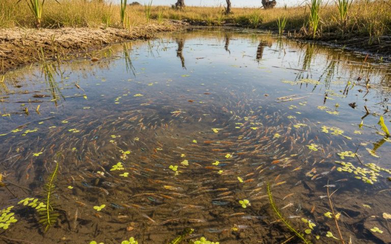 Habitat aquatique avec des branchiopodes en mouvement dans une mare temporaire.